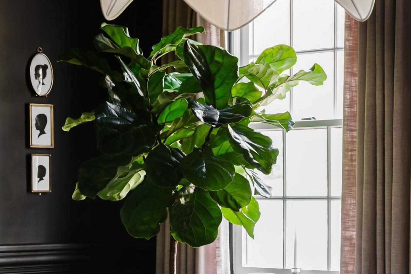 Fiddle Leaf Fig in black room 