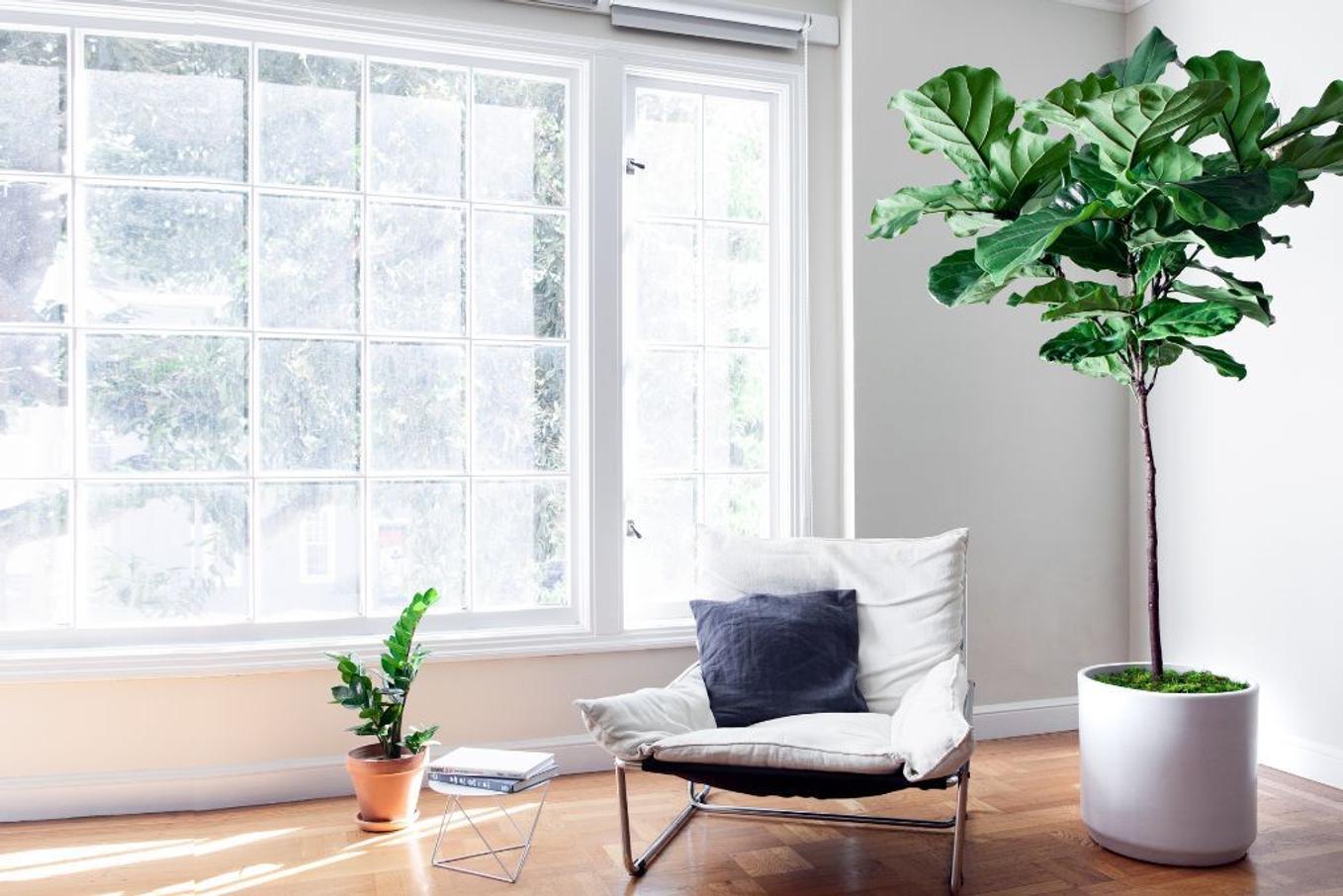 Minimalist Fiddle Leaf Fig framing bright window