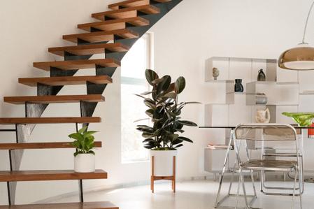 Rubber Tree Care Guide