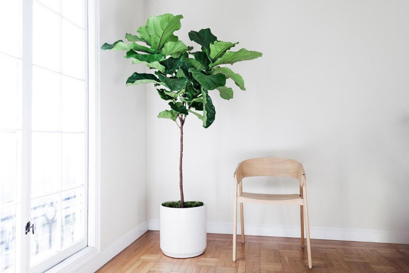 A statement Fiddle Leaf Fig Tree in a minimalist living room corner
