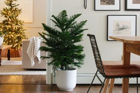 Norfolk Island Pine Care Guide