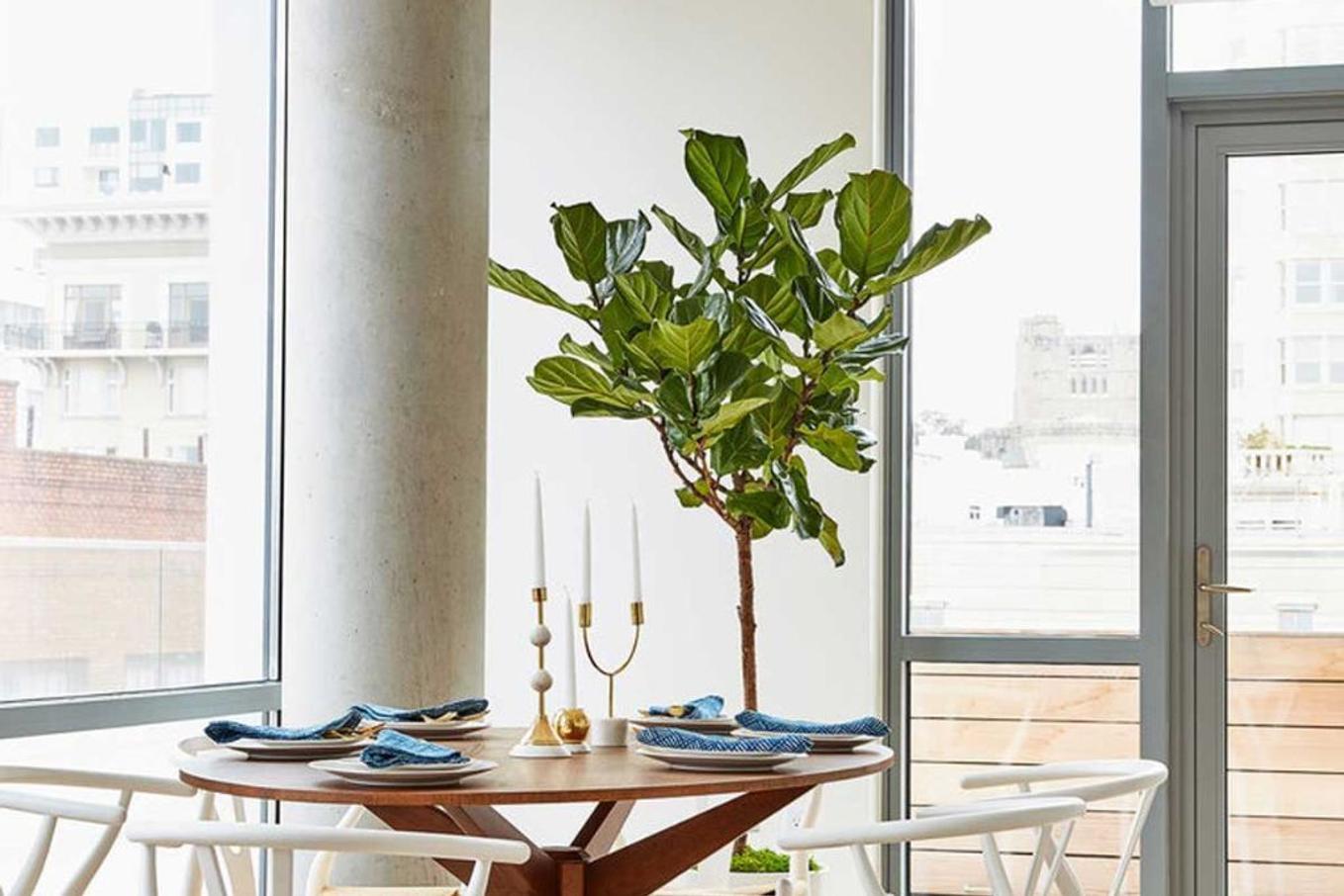 Tall Fiddle Leaf Fig near large industrial style windows
