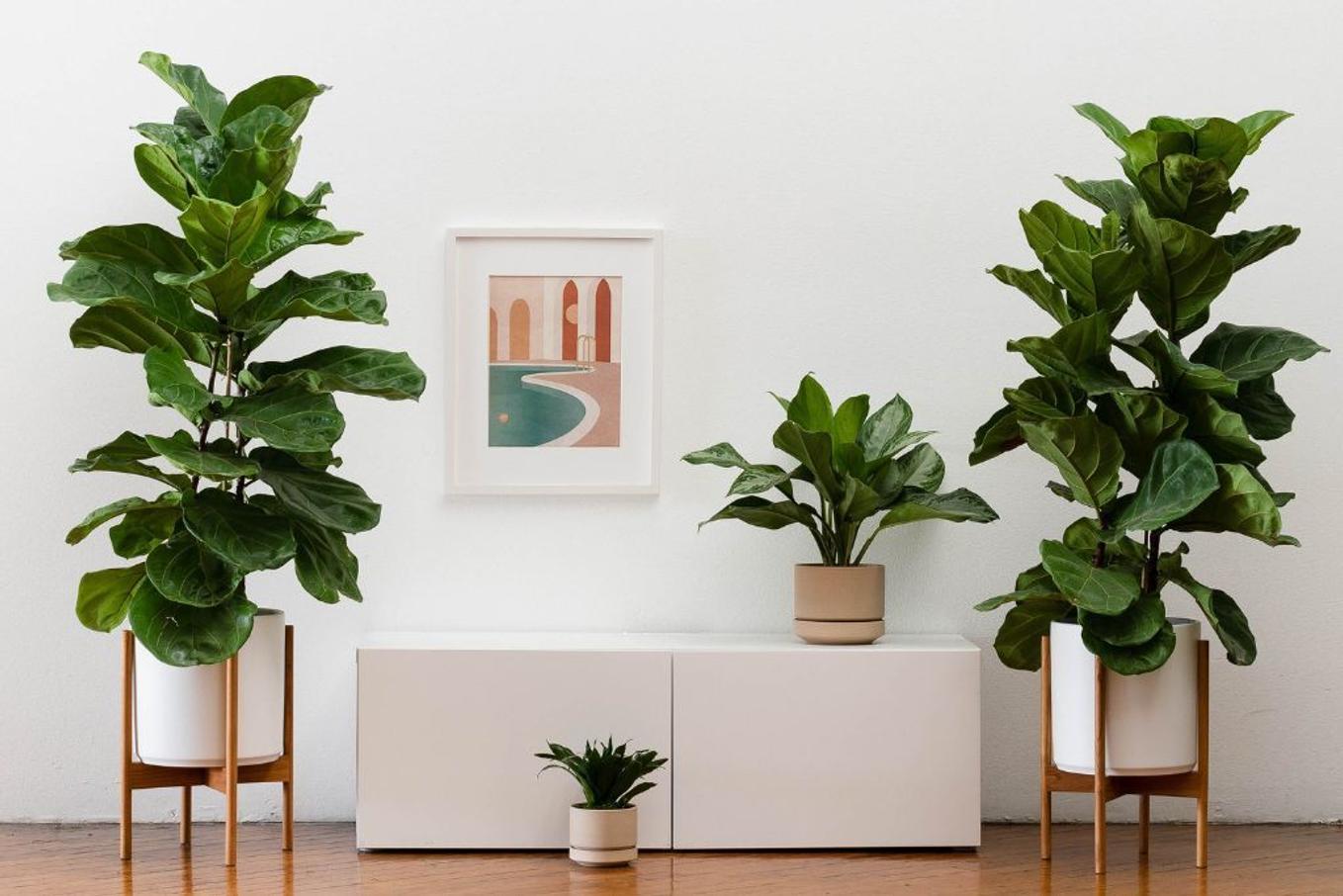 Fiddle Leaf Fig duo framing console