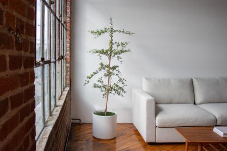 Black Olive Tree Care Guide