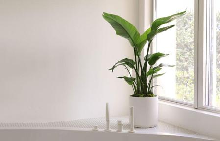 Bird of Paradise Care Guide