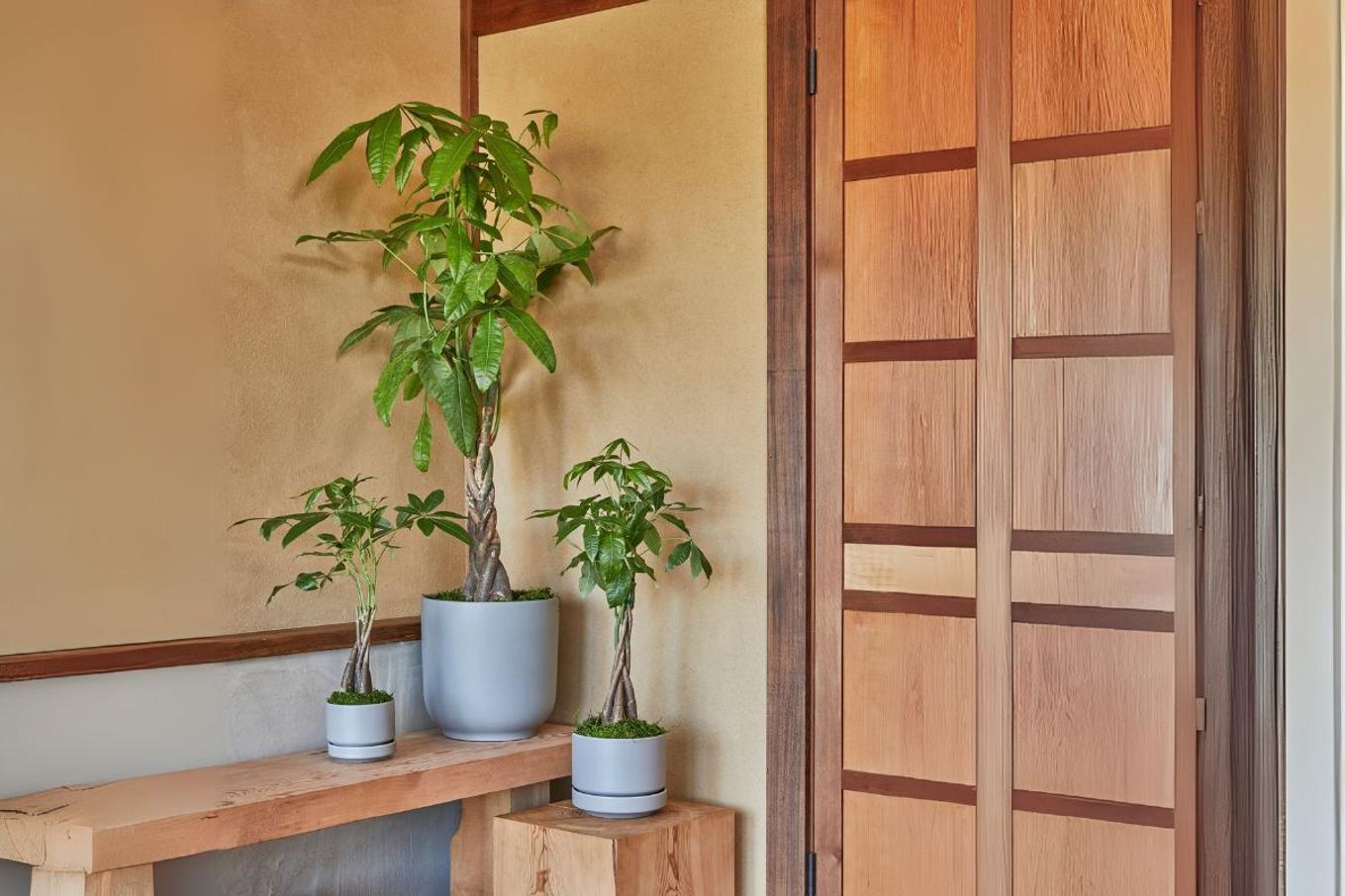 A trio of Braided Money Trees in a warm interior space