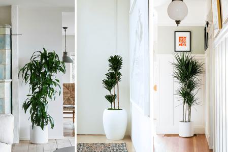 Dracaena Care Guides