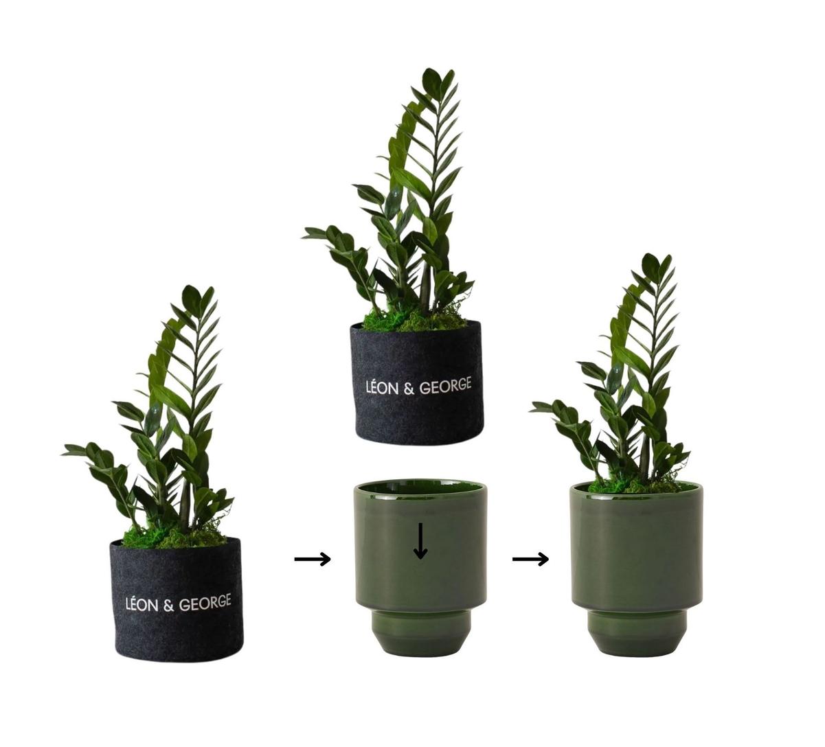 A simple infographic showing how to stage your hoff planter