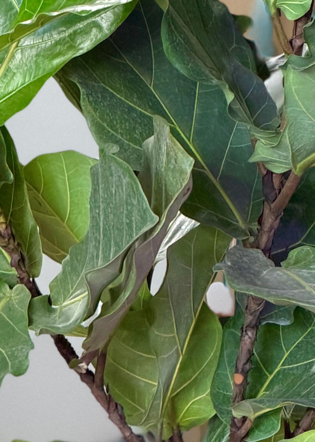 Close-up of fiddle leaf fig leaves with a layer of dust making the surface appear dull and grayish