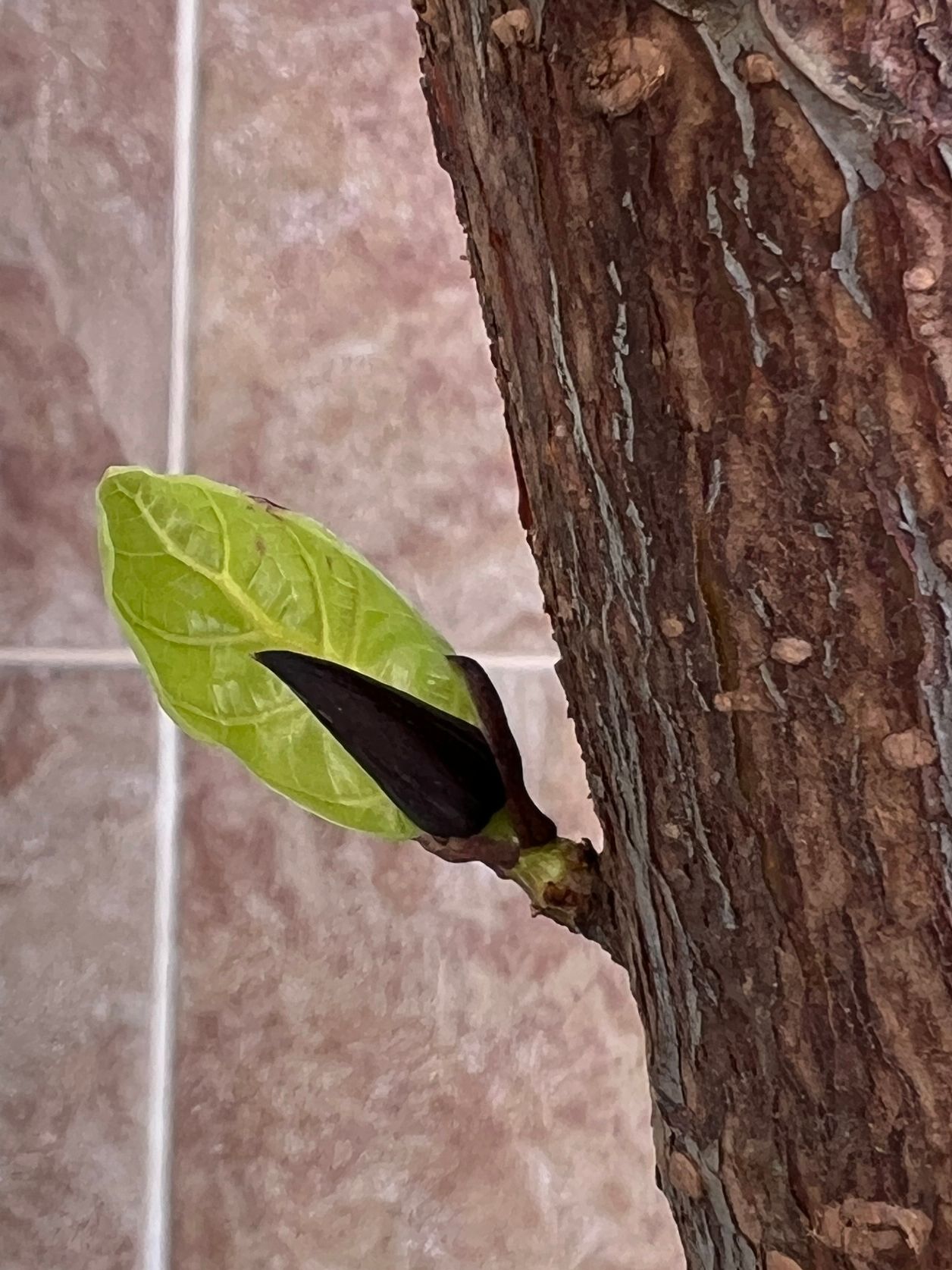 Close-up of a fiddle leaf fig stem with a small light green leaf emerging next to a dark brown bud.