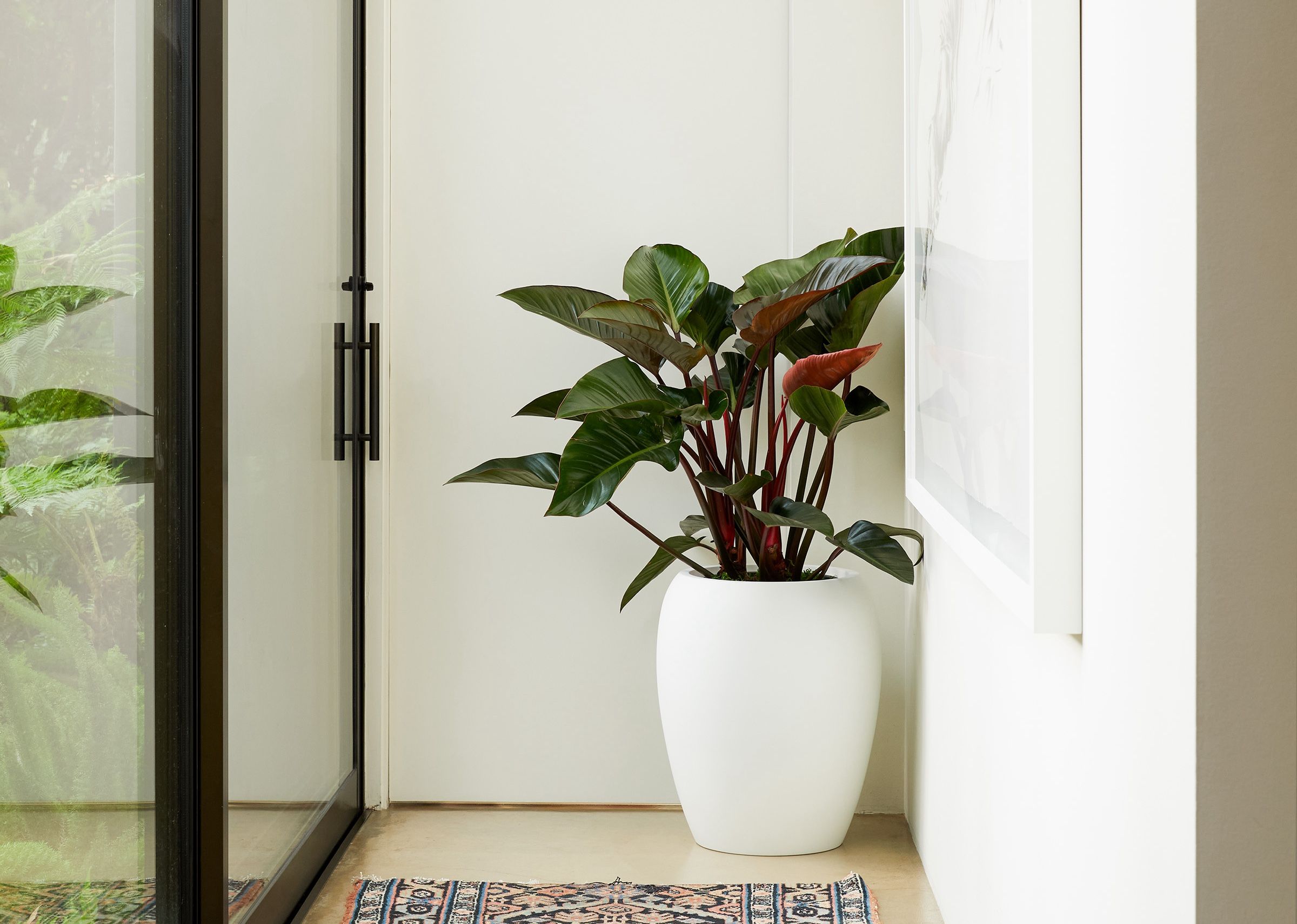 Modern plant with planter and minimalist vessel style
