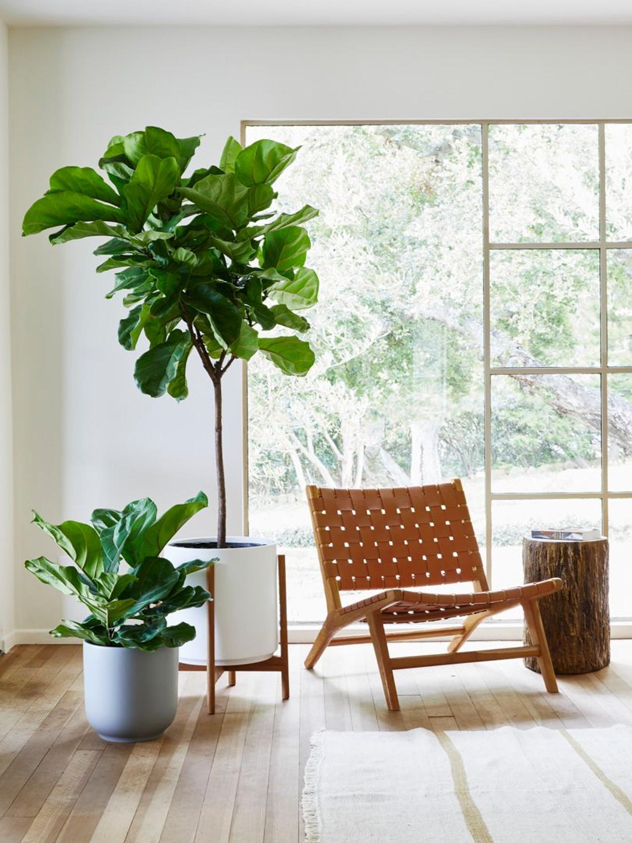 Cozy corner with plants and trees of varying heights