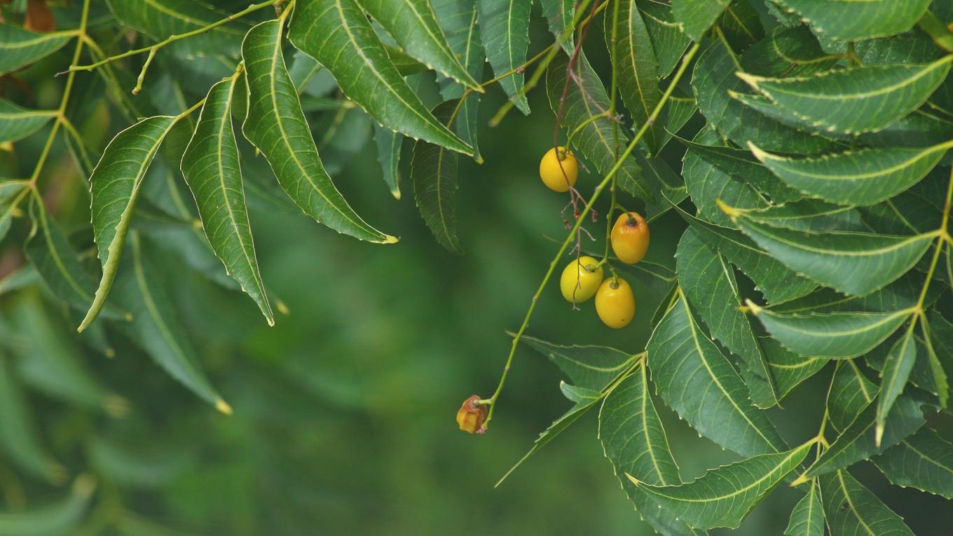 A Neem Tree, from which neem oil is derived