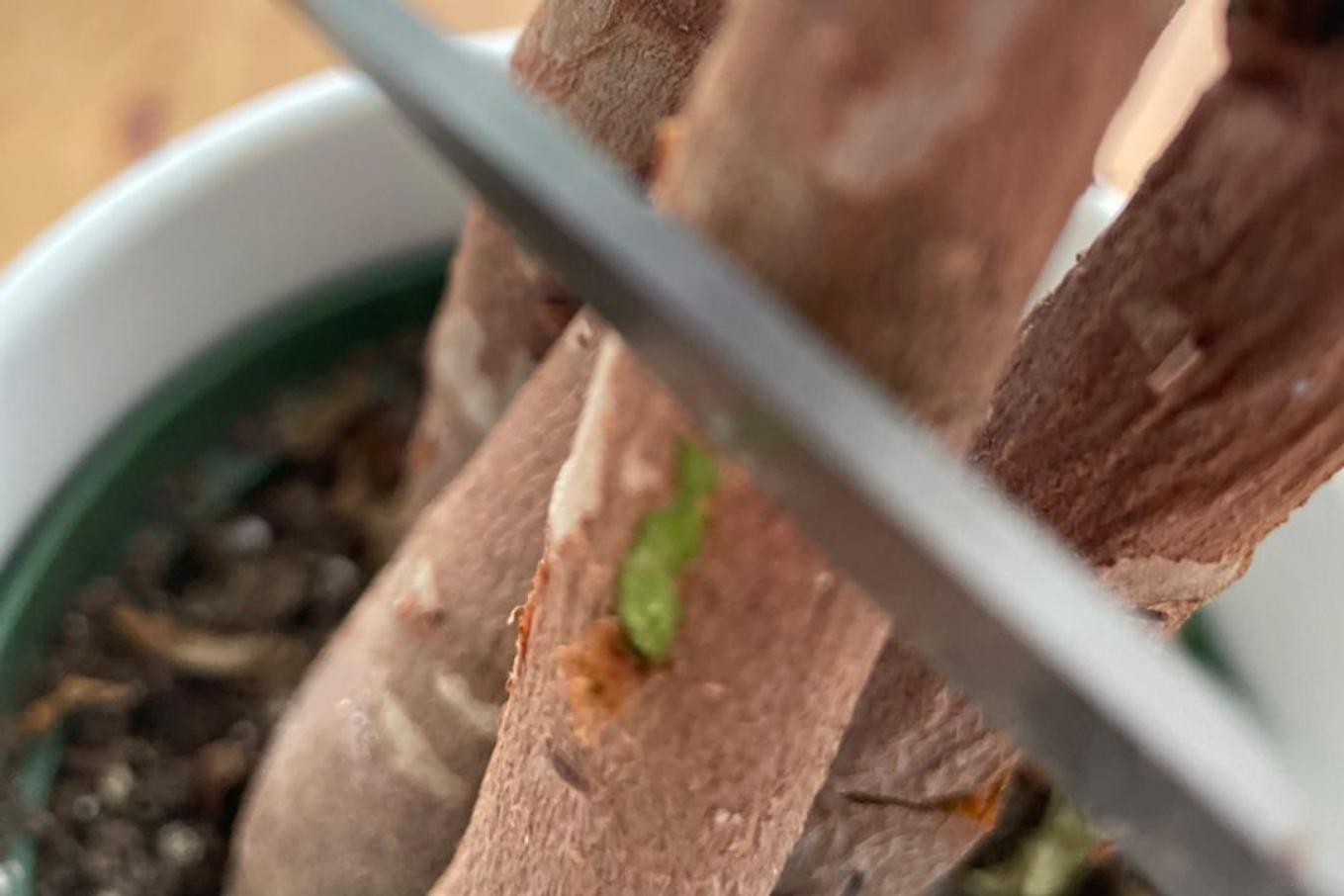 Performing a scratch test on a houseplant