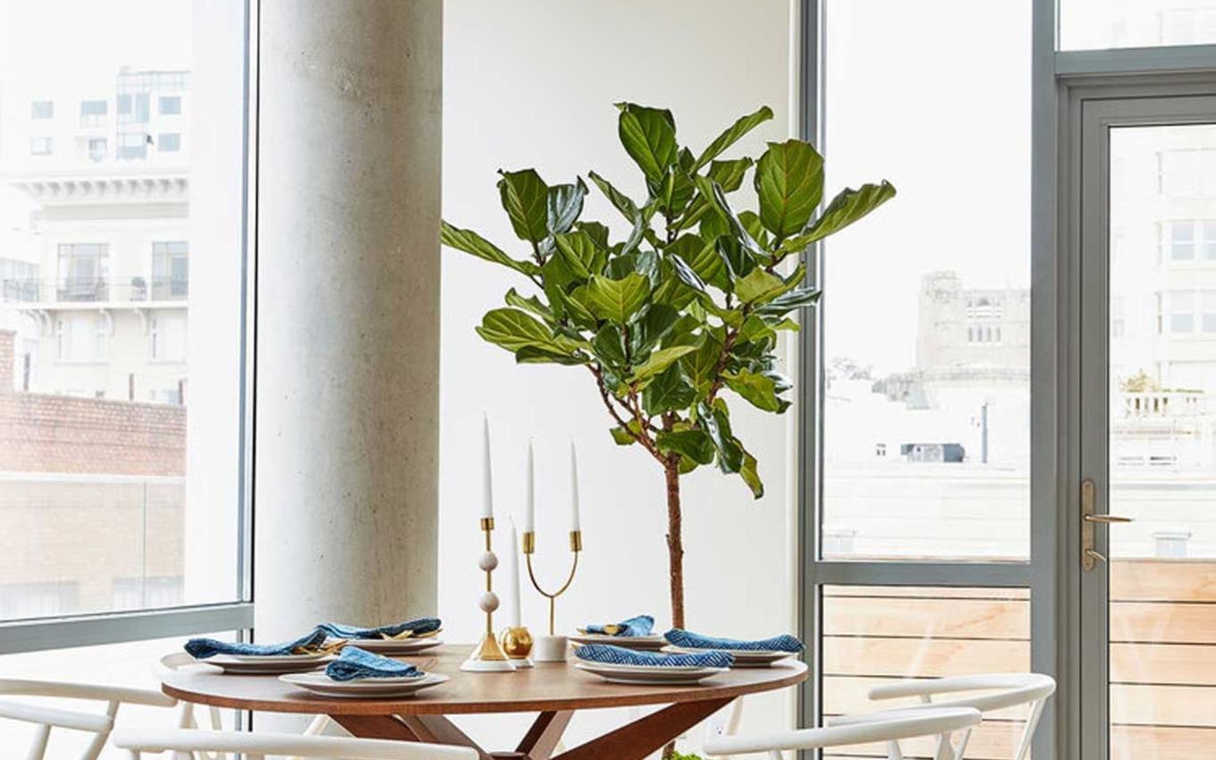 A Fiddle Leaf Fig in a bright, modern high rise apartment dining room