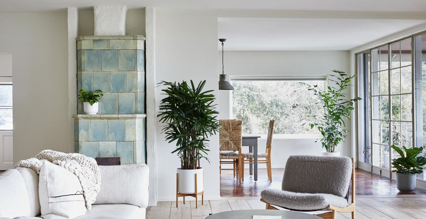 Interior design favorites and gorgeous plants to elevate any space, including a Lady Palm, Fishtail Palm ,and Cascading Pothos.