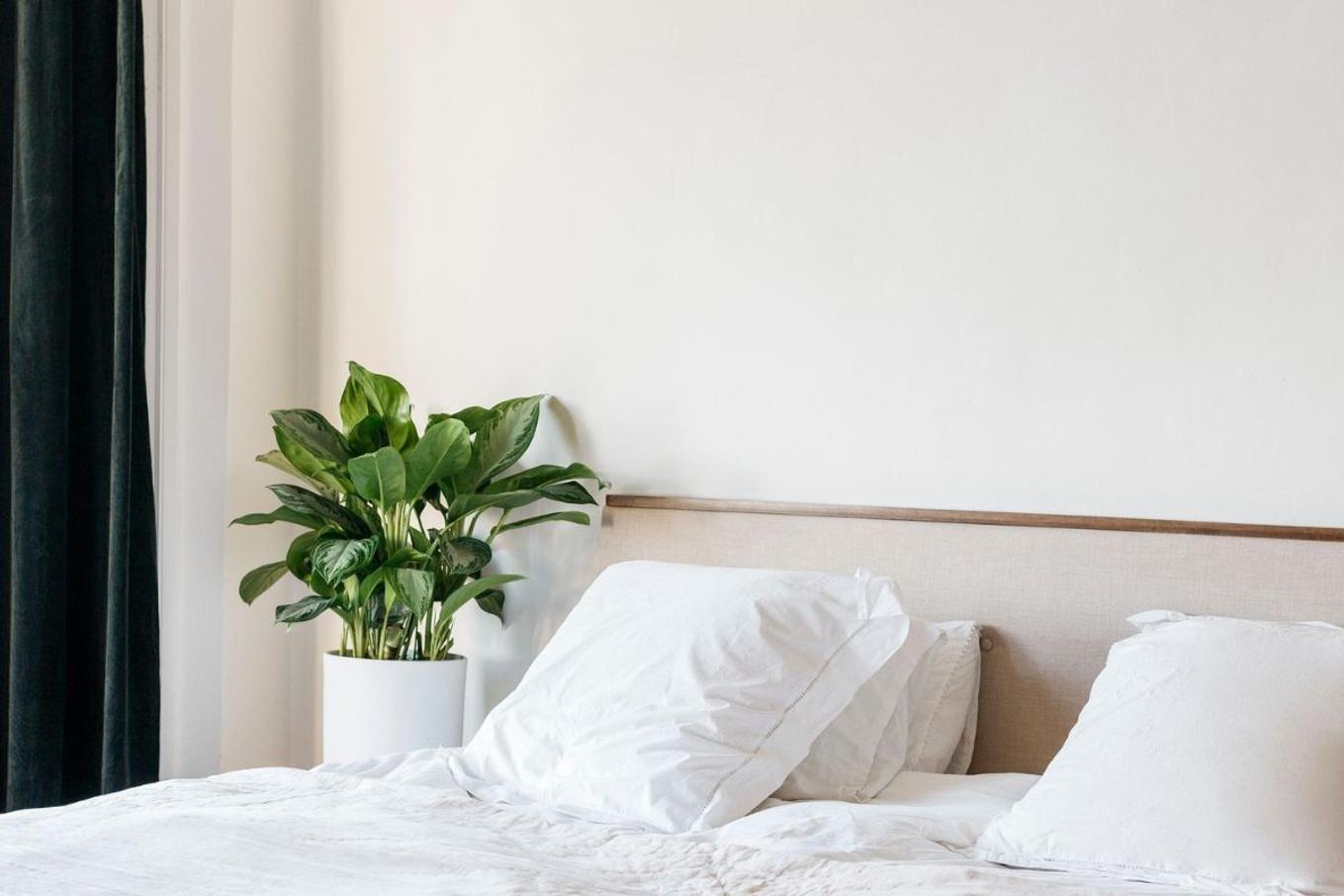 Aglaonema houseplant decorating a bright bedroom