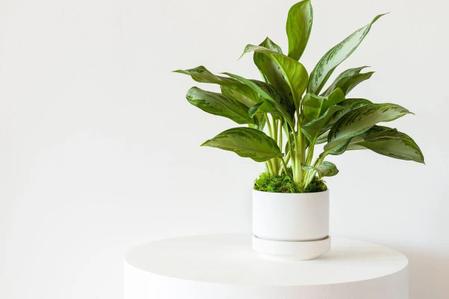 What You Need To Know Before You Buy An Aglaonema