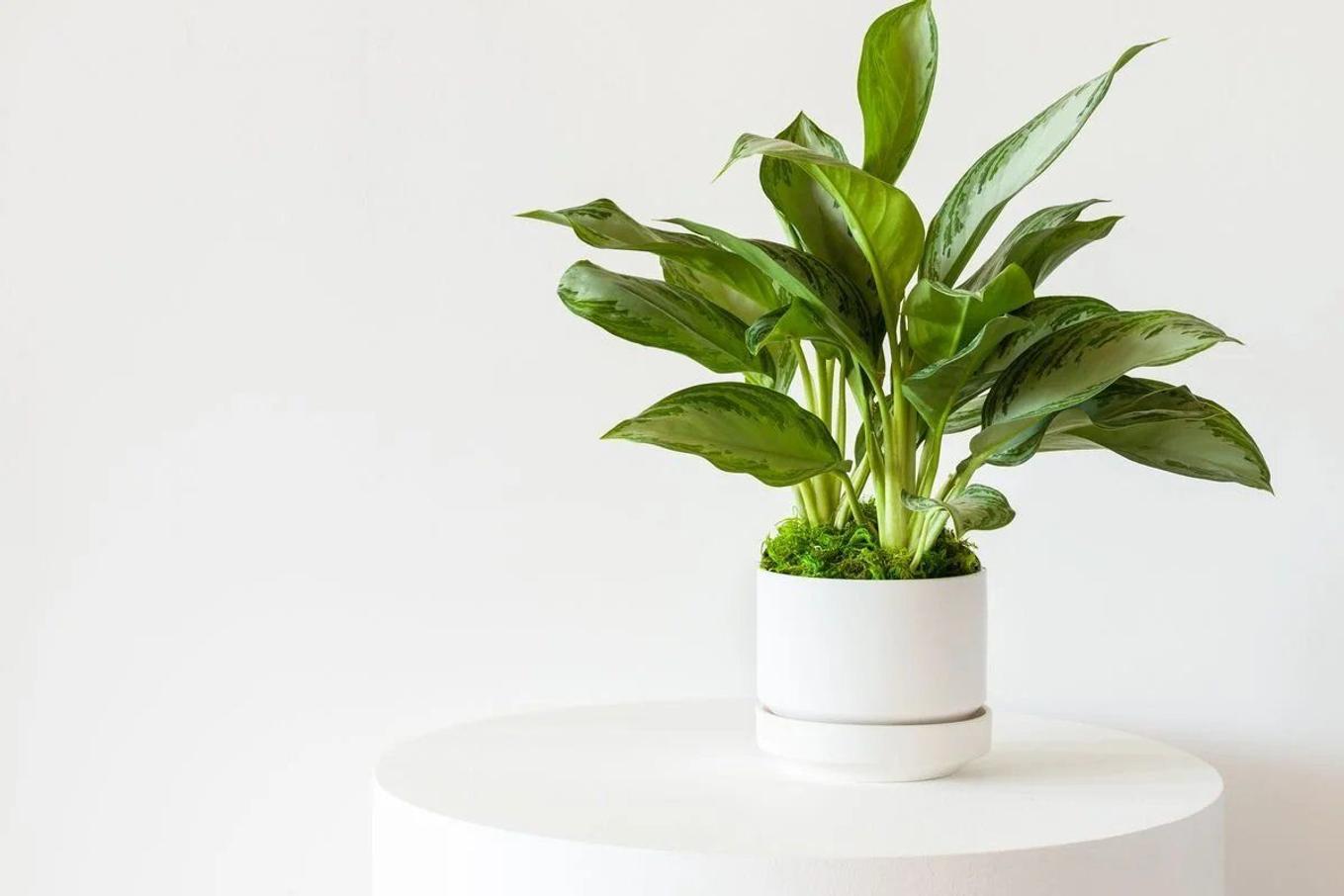 Aglaonema (Silver Evergreen) from Leon & George