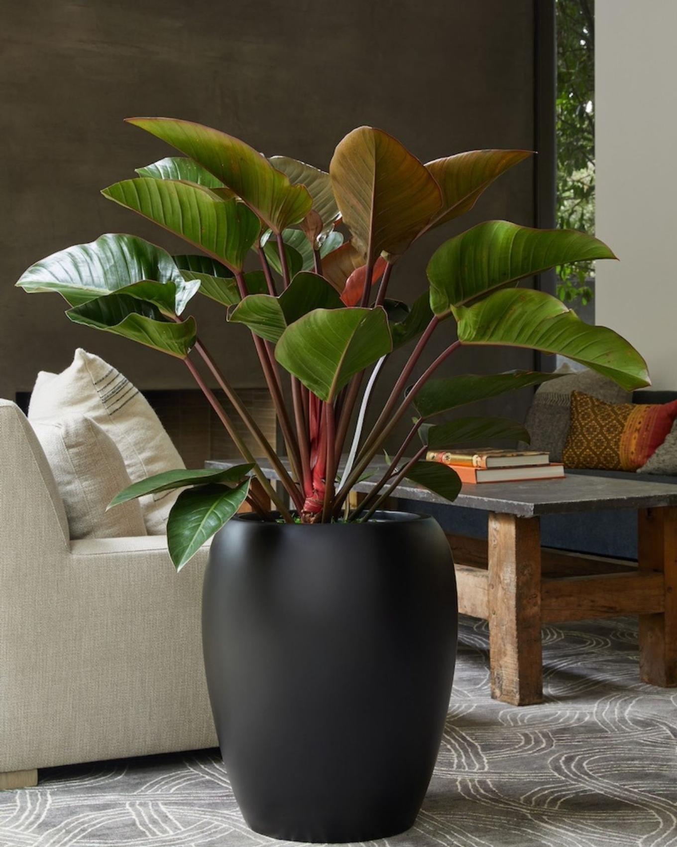 Best plant for Aries - Red Congo in black roman vase pot in a modern living room