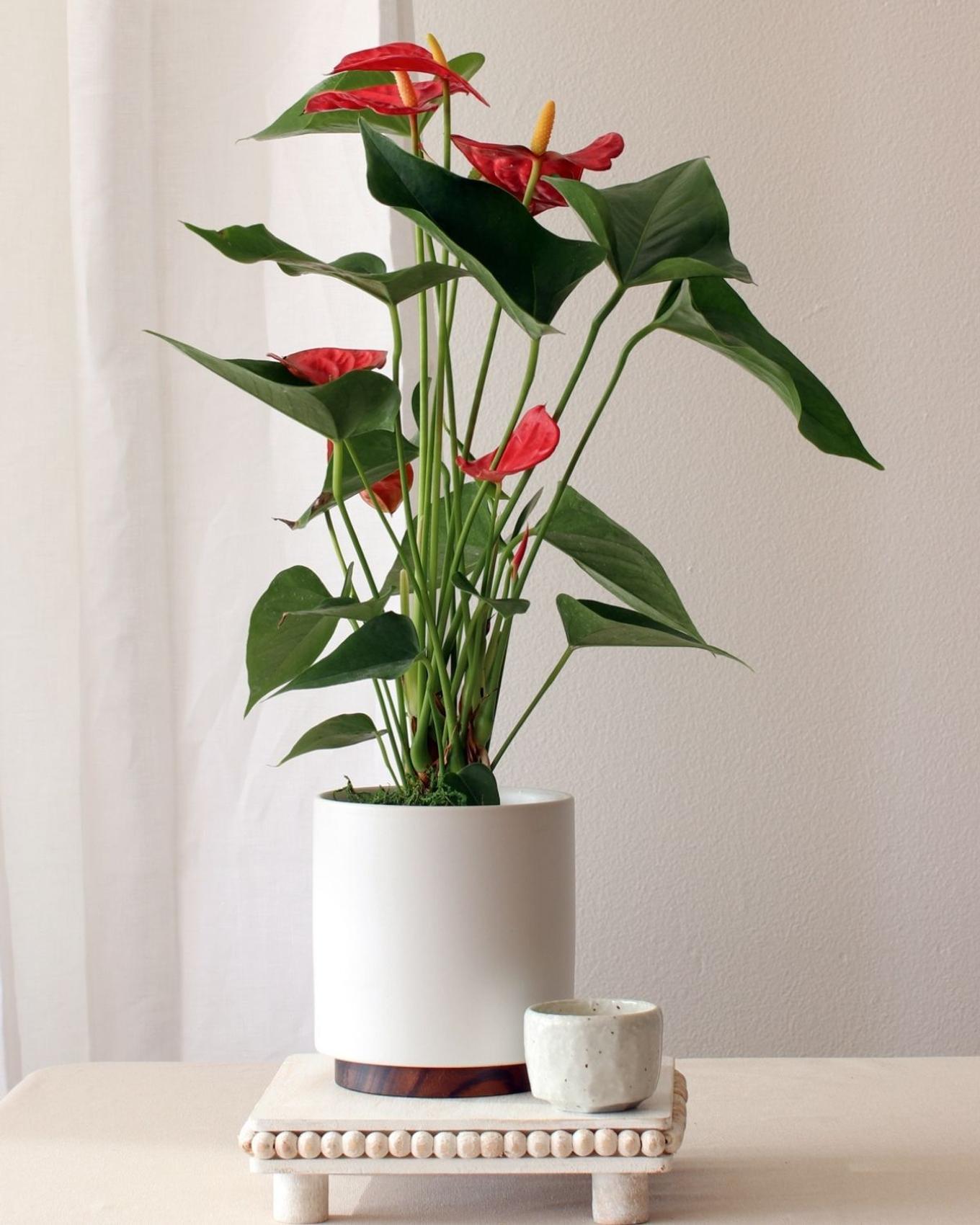 A red flowering anthurium on a small pedestal