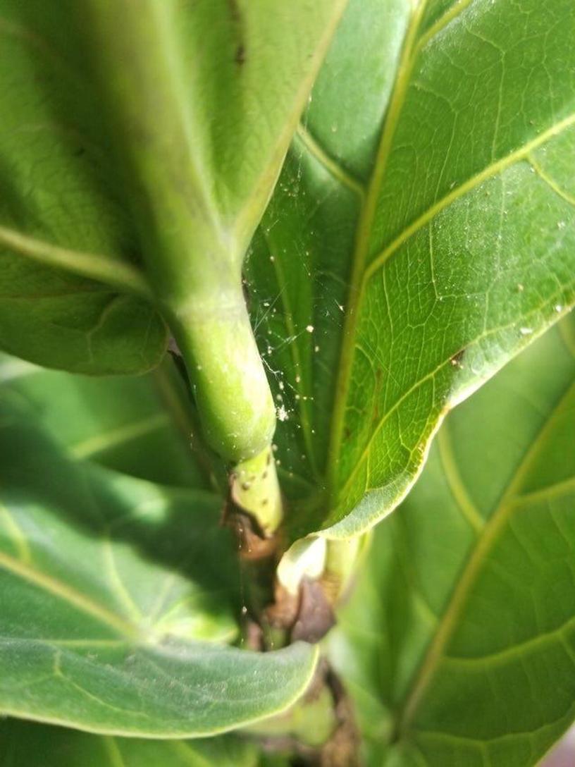 toile d'araignées rouges sur un ficus lyrata
