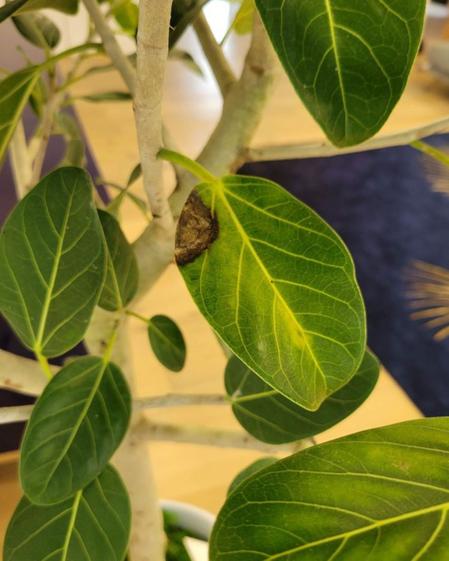 indoor plants picture