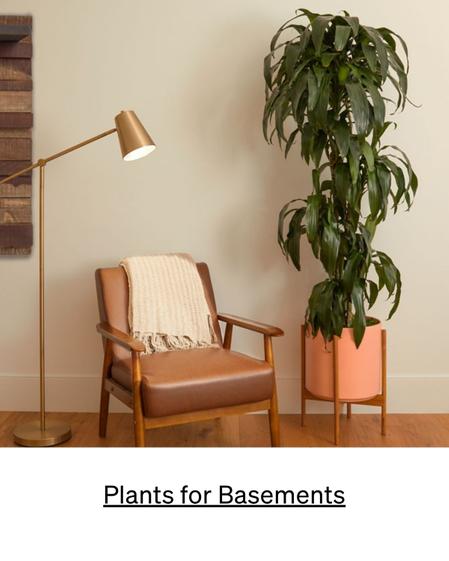 Low light plants for basements