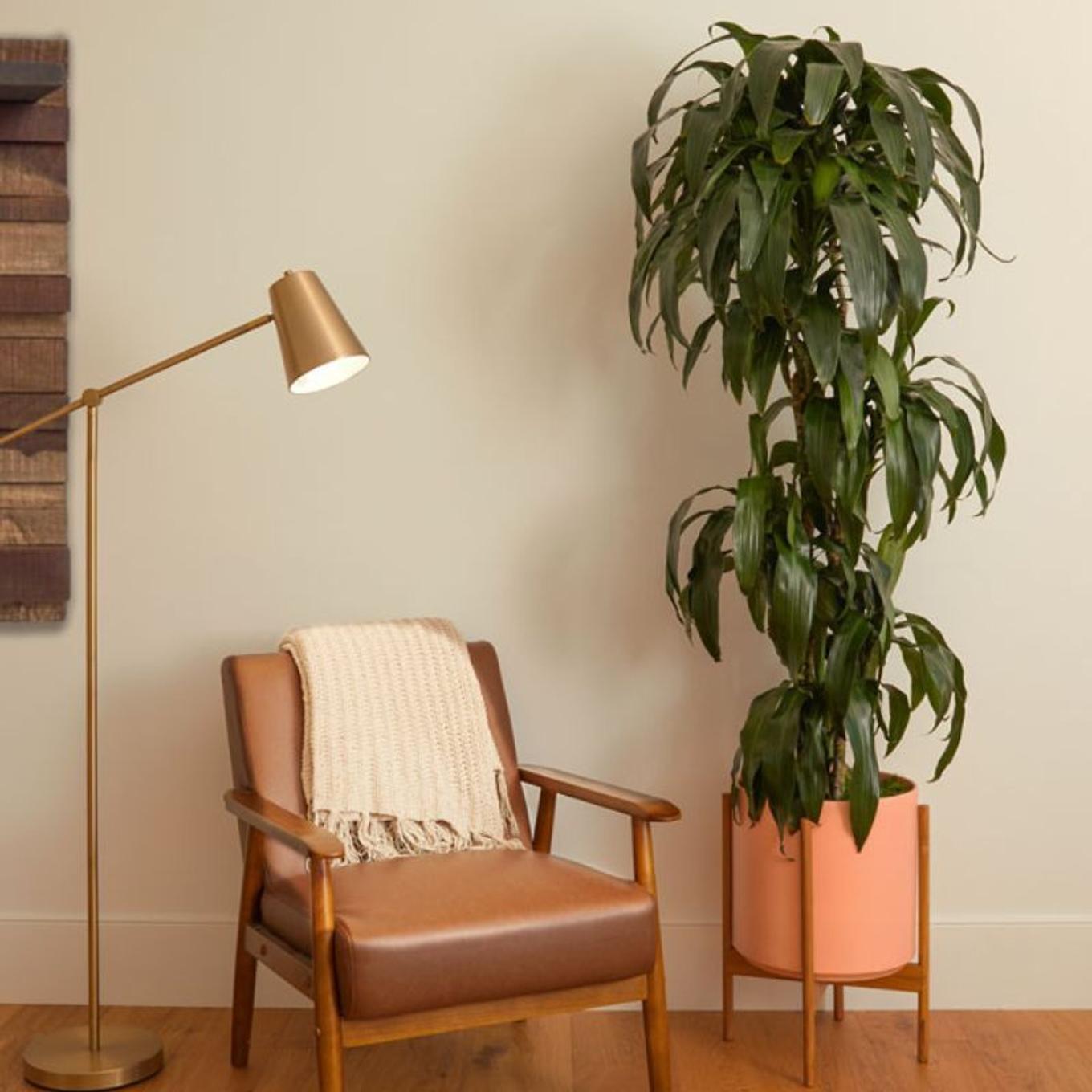 Low-light Dracaena Lisa styled in a coral pot in a basement