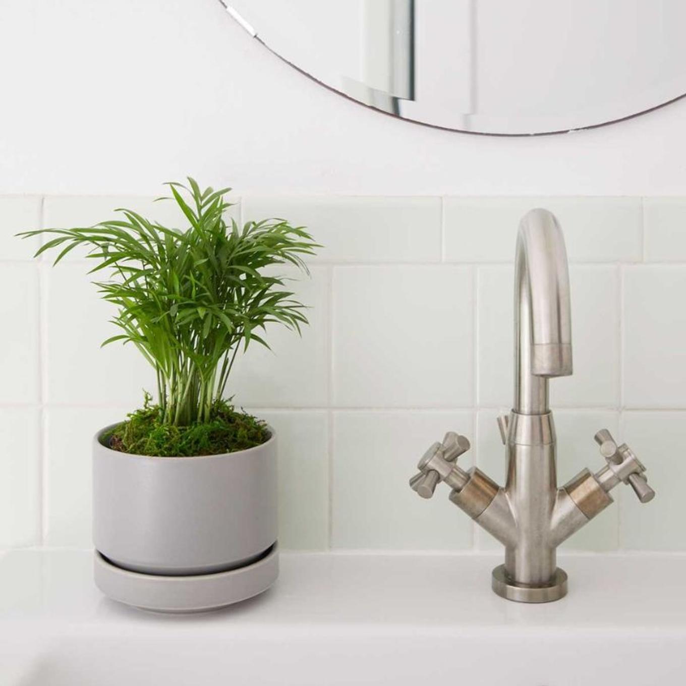 Low-light Parlor Palm styled in a basement bathroom