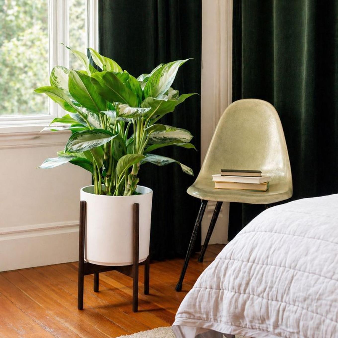 Low-light Silver Evergreen styled in a mid-century pot