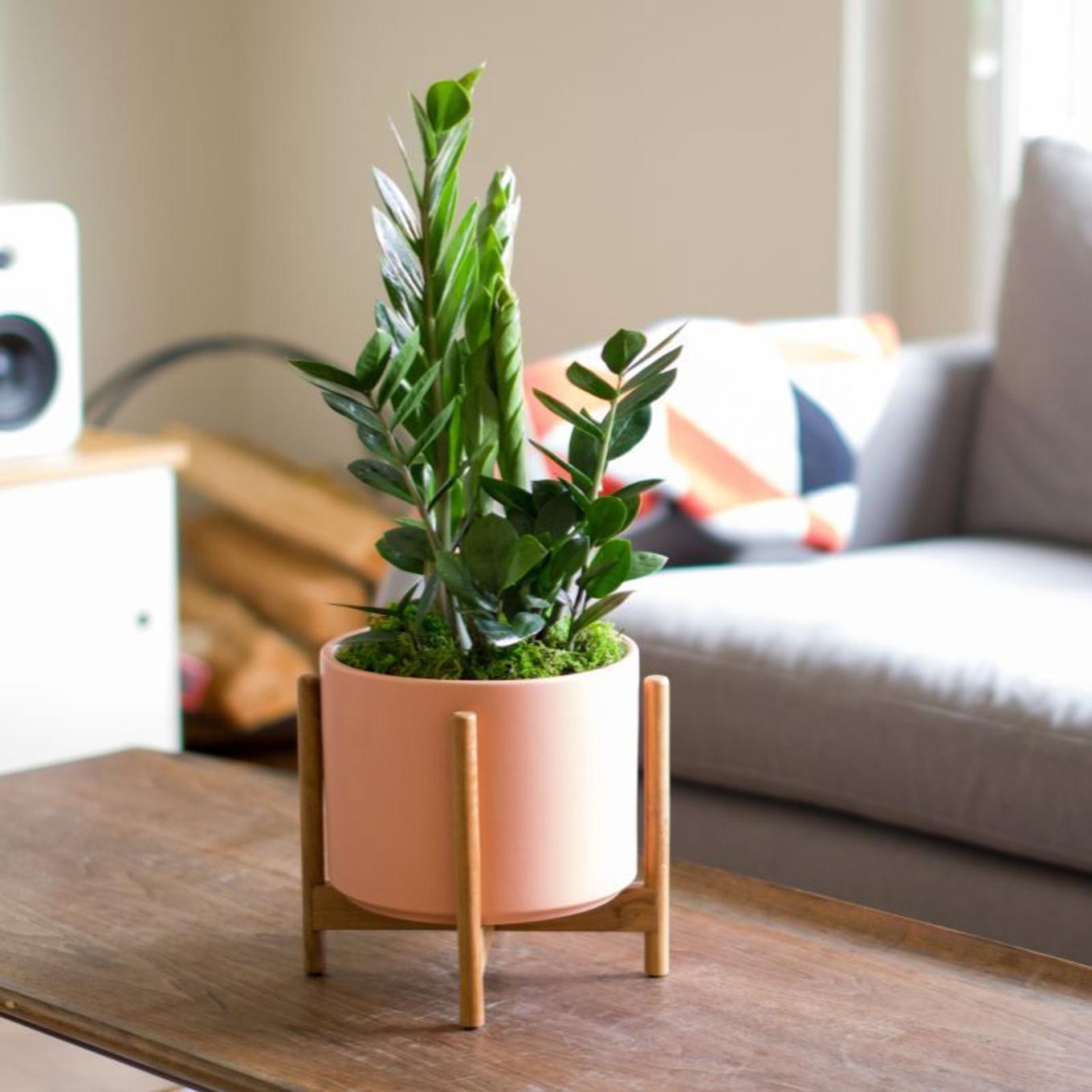 Low-light Zanzibar Gem styled in a coral pot in a basement