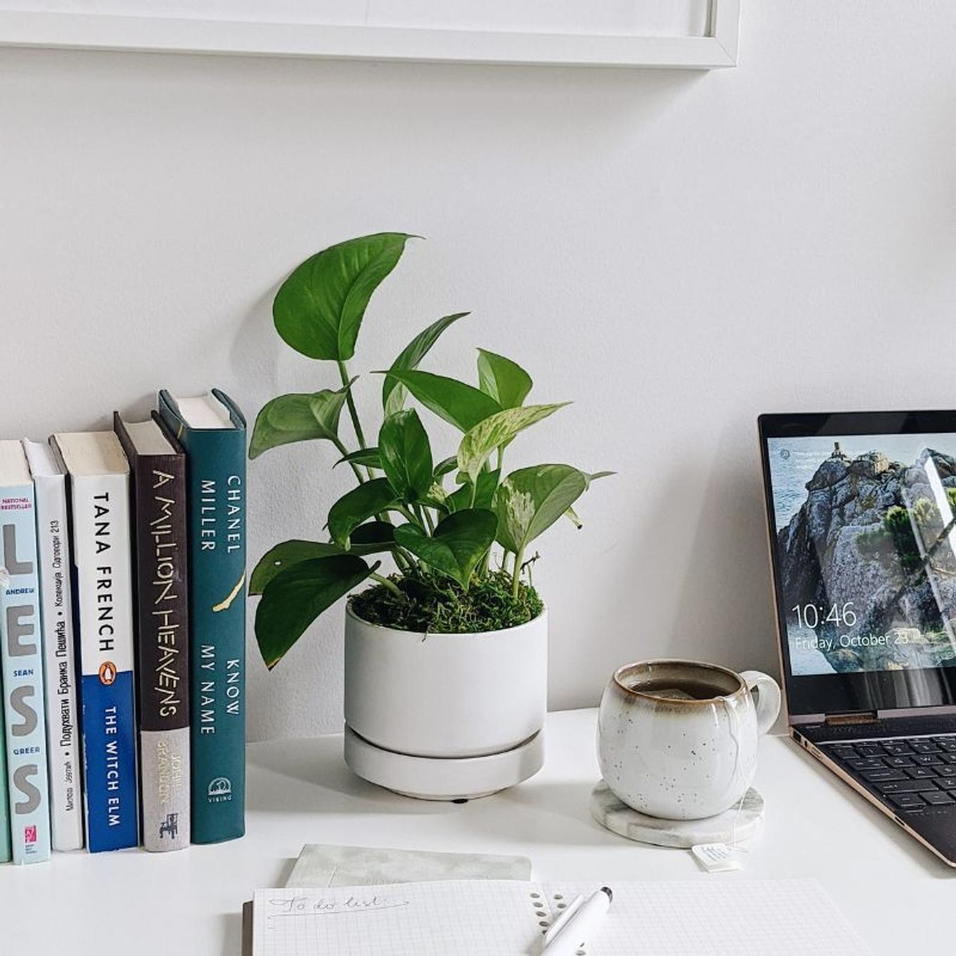 Low-light Jade Pothos on a workspace desk
