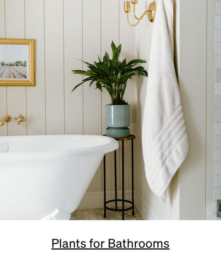 best plants for bathroom