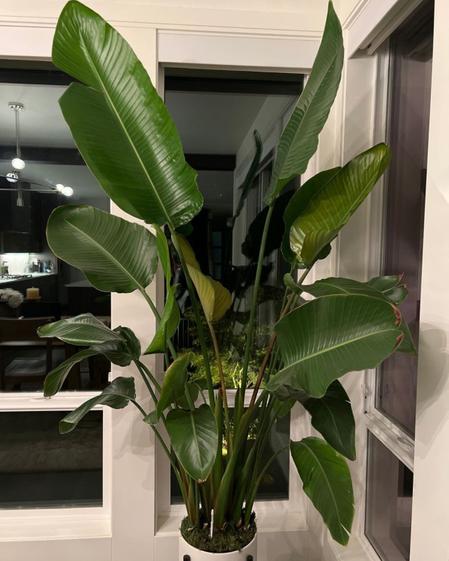 indoor plants picture