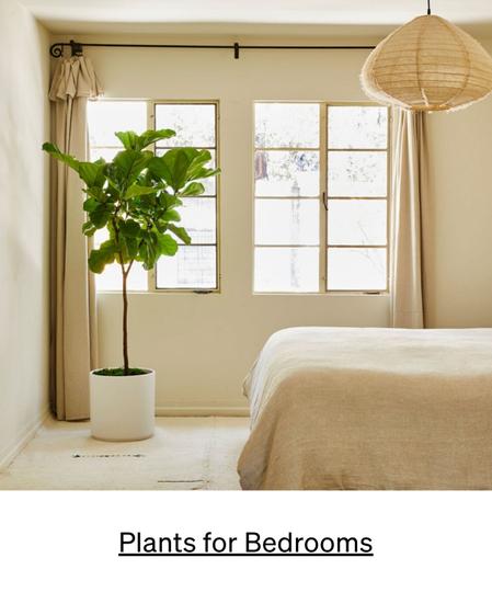The best plants for the bedroom