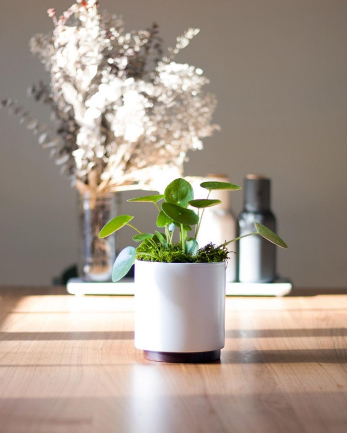 A beautiful Pilea gift