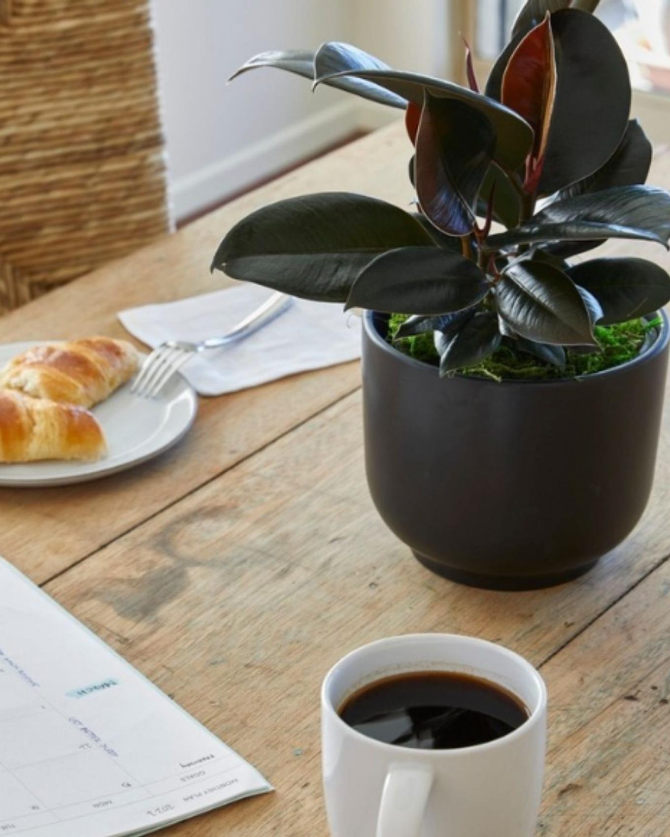 Breakfast table adorned with beautiful Rubber Plant