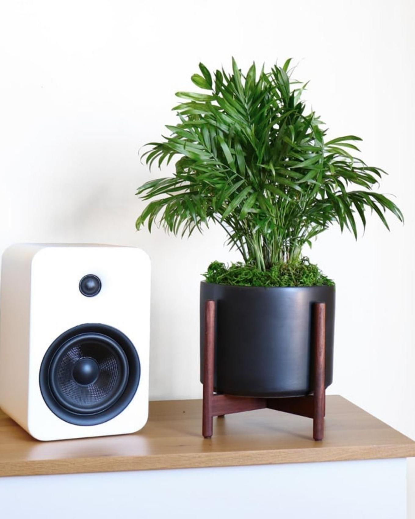 Console with speaker and potted Parlor Palm