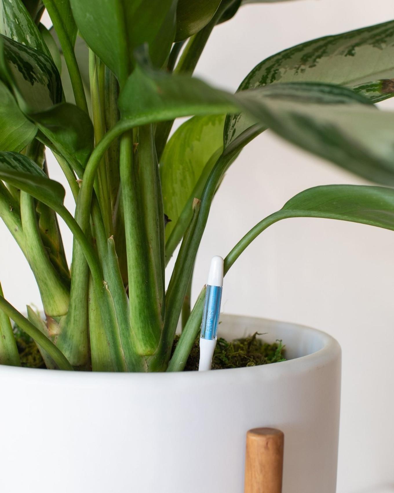 A plant with a moisture meter