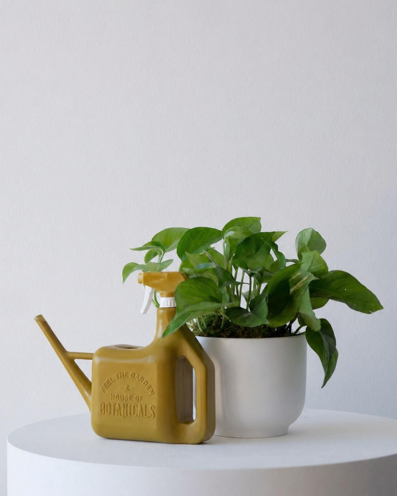 Pothos with watering can and mister