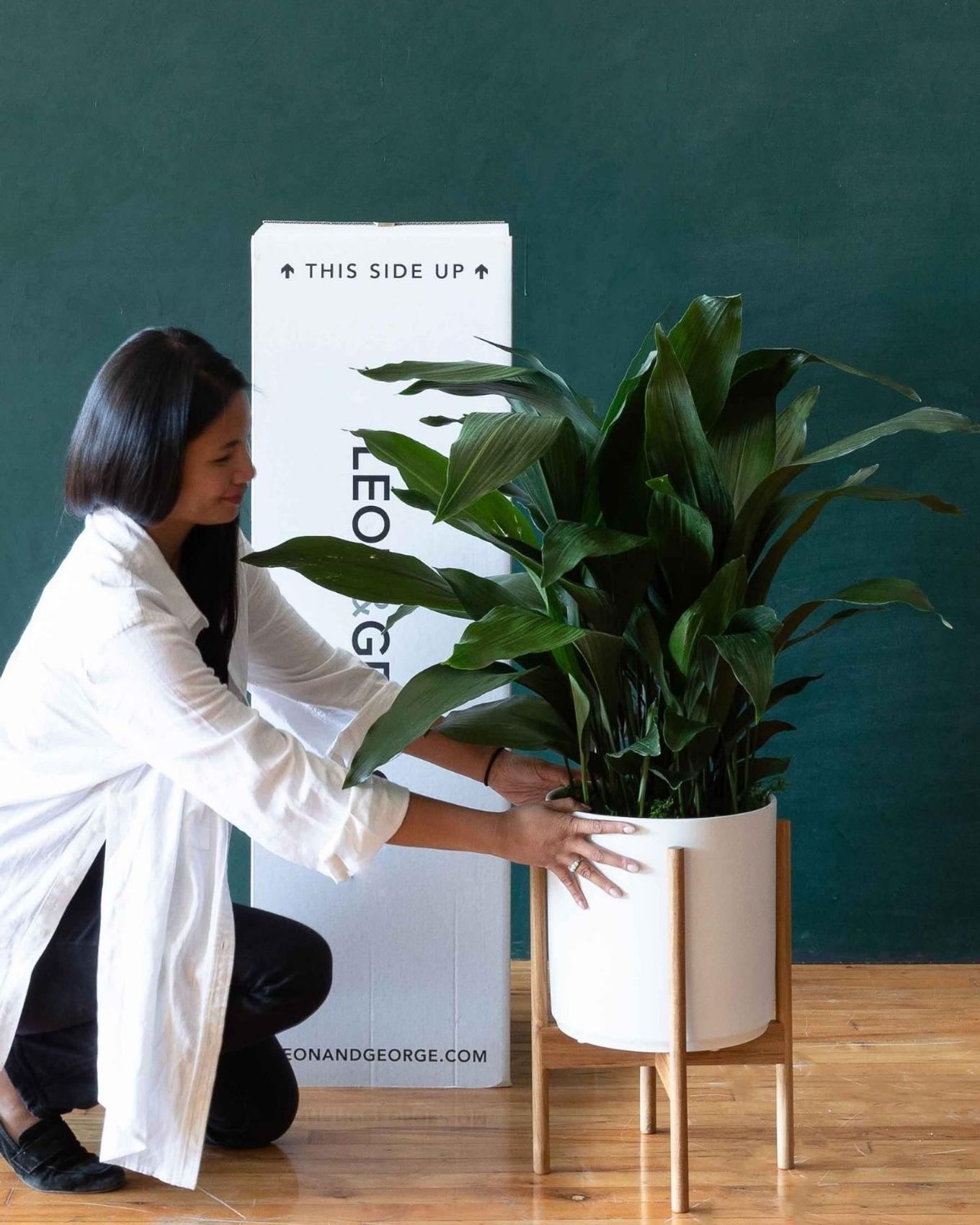 A girl unboxing a Cast Iron plant for her home