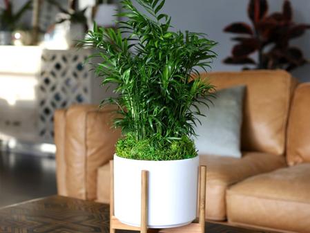 The Absolute Best Indoor Plants for Gifting