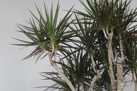 The Absolute Best Plants For A Hallway