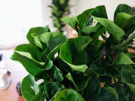 Choosing the Best Soil for Your Fiddle Leaf Fig