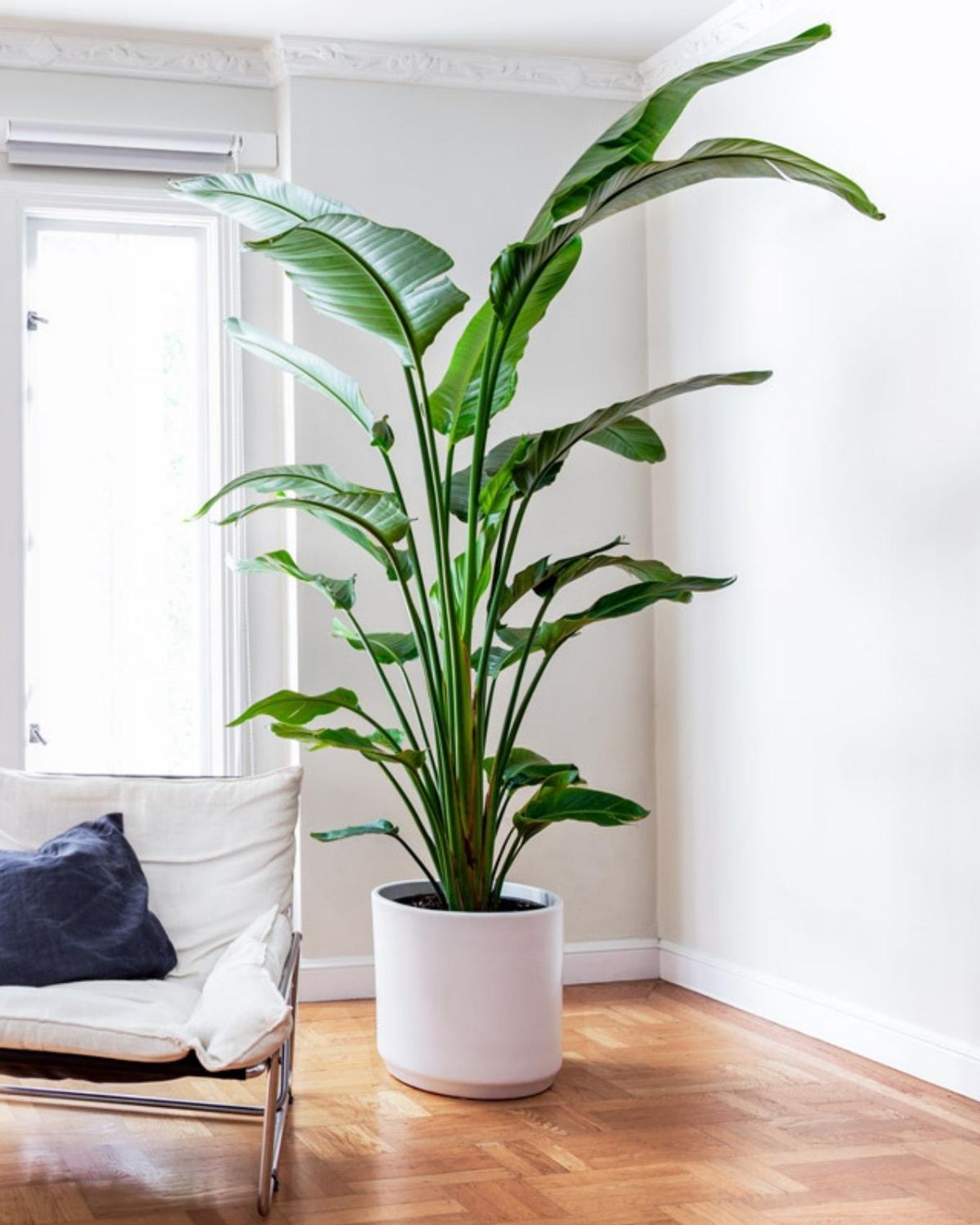 A Tall Bird of Paradise for the office