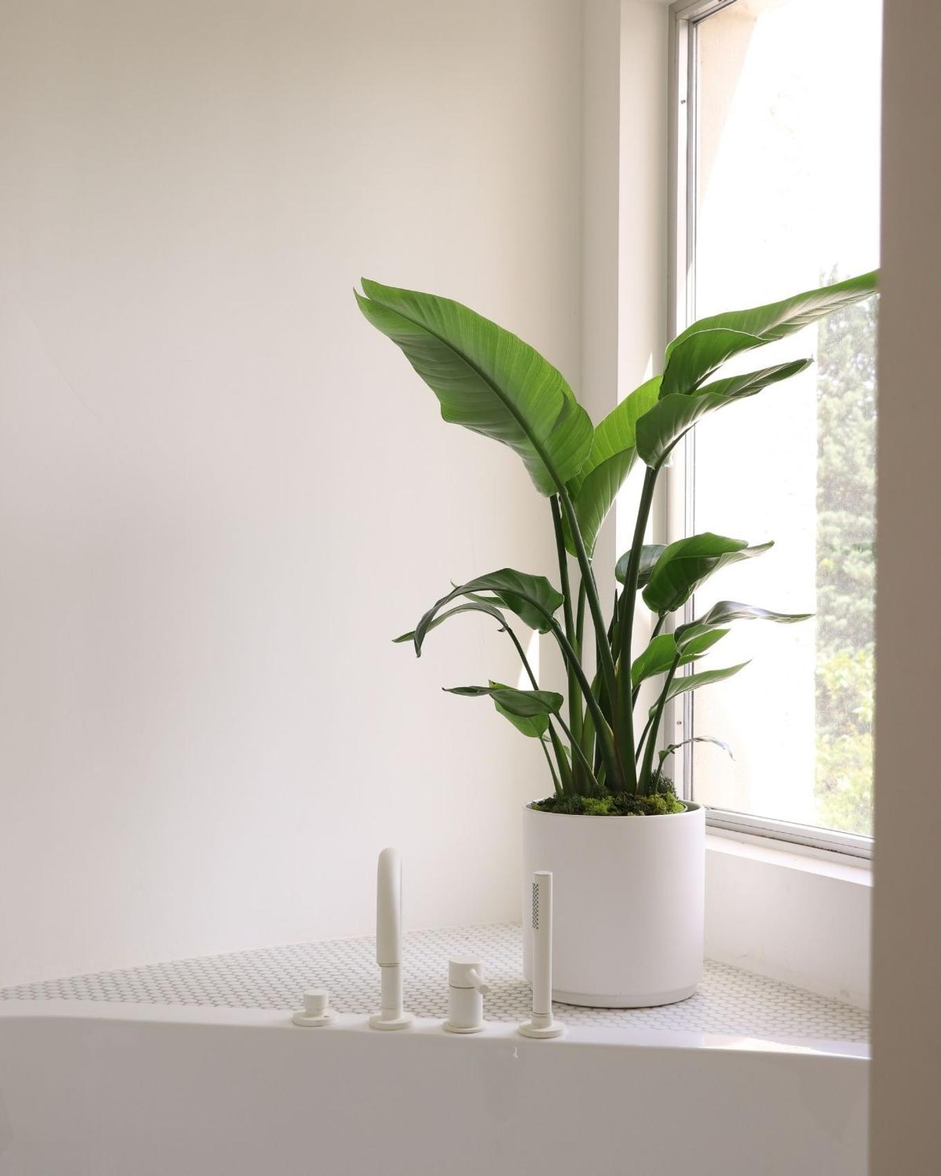 Bright, minimalist bathroom with a Bird of  Paradise in the window