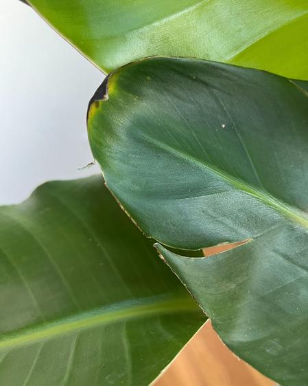 indoor plants picture