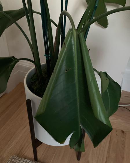 indoor plants picture