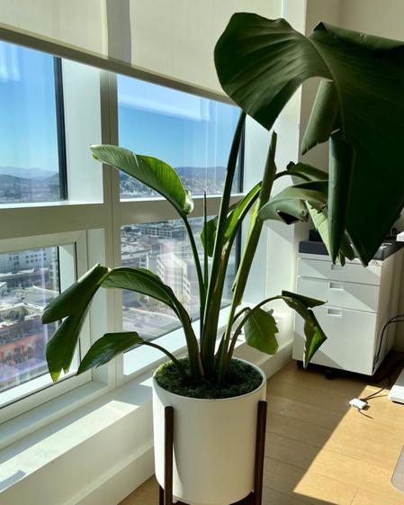 indoor plants picture